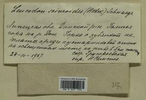 Leucodon sciuroides (Hedw.) Schwägr., Bryophytes, Bryophytes - Central forest-and-steppe region (B10) (Russia)