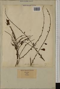 Cytisus scoparius (L.)Link, Western Europe (EUR) (Italy)