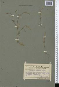 Crucianella exasperata Fisch. & C.A.Mey., Middle Asia, Western Tian Shan & Karatau (M3) (Kazakhstan)
