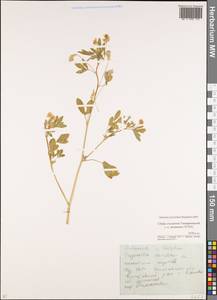 Trigonella caerulea (L.)Ser., Middle Asia, Northern & Central Kazakhstan (M10) (Kazakhstan)