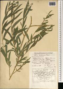 Salix ledebouriana Trautv., Mongolia (MONG) (Mongolia)