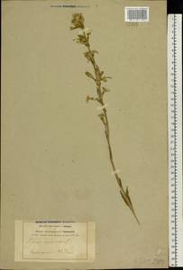 Silene viscosa (L.) Pers., Eastern Europe, Central forest-and-steppe region (E6) (Russia)