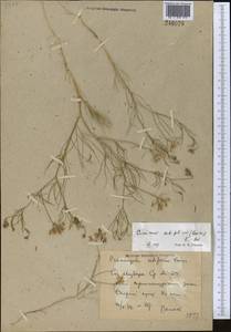 Cuminum setifolium (Boiss.) Koso-Pol., Middle Asia, Syr-Darian deserts & Kyzylkum (M7) (Uzbekistan)