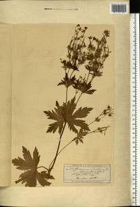 Geranium sylvaticum L., Eastern Europe, Moscow region (E4a) (Russia)