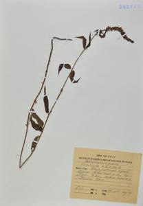 Veronicastrum sibiricum (L.) Pennell, Siberia, Russian Far East (S6) (Russia)