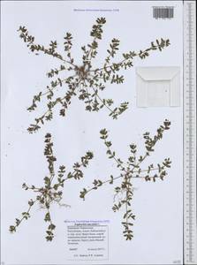 Euphorbia maculata L., Caucasus, Stavropol Krai, Karachay-Cherkessia & Kabardino-Balkaria (K1b) (Russia)