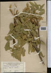 Fraxinus angustifolia subsp. syriaca (Boiss.) Yalt., Middle Asia, Kopet Dag, Badkhyz, Small & Great Balkhan (M1) (Turkmenistan)