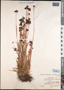 Luzula multiflora subsp. frigida (Buchenau) V. I. Krecz., Siberia, Western Siberia (S1) (Russia)