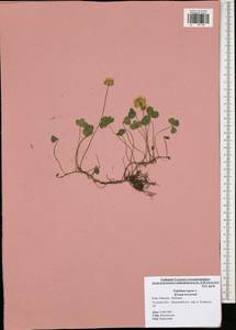 Trifolium repens L., Eastern Europe, Central region (E4) (Russia)