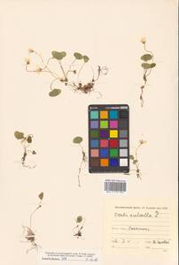 Oxalis acetosella L., Siberia, Russian Far East (S6) (Russia)