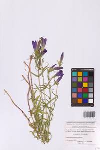 Gentiana pneumonanthe L., Eastern Europe, Moscow region (E4a) (Russia)