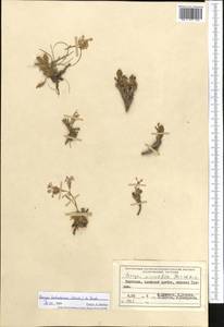 Parrya turkestanica (Korsh.) N. Busch, Middle Asia, Pamir & Pamiro-Alai (M2) (Kyrgyzstan)