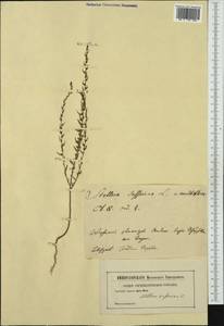 Thymelaea passerina (L.) Coss. & Germ., Western Europe (EUR)