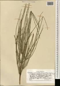 Ephedra intermedia Schrenk & C.A.Mey., South Asia, South Asia (Asia outside ex-Soviet states and Mongolia) (ASIA) (Afghanistan)