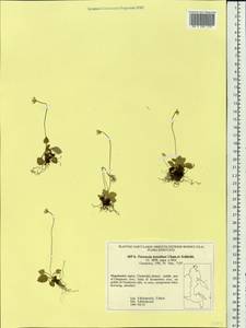 Parnassia kotzebuei Cham. & Schltdl. ex Spreng., Siberia, Chukotka & Kamchatka (S7) (Russia)