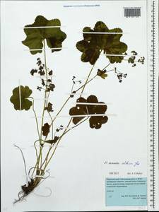 Alchemilla altaica Juz., Eastern Europe, Eastern region (E10) (Russia)