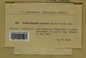 Platydictya jungermannioides (Brid.) H.A. Crum, Bryophytes, Bryophytes - Karelia, Leningrad & Murmansk Oblasts (B4) (Russia)