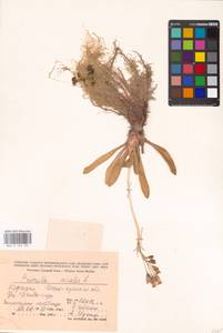 Primula nivalis Pall., Middle Asia, Northern & Central Tian Shan (M4) (Kyrgyzstan)