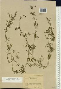 Galium spurium subsp. spurium, Siberia, Baikal & Transbaikal region (S4) (Russia)