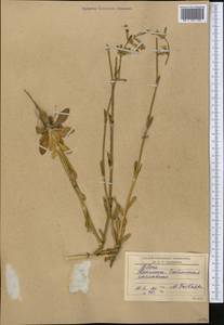 Silene, Middle Asia, Western Tian Shan & Karatau (M3) (Kyrgyzstan)
