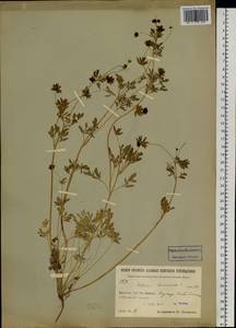 Leptopyrum fumarioides (L.) Rchb., Siberia, Baikal & Transbaikal region (S4) (Russia)