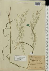 Agrostis gigantea Roth, Eastern Europe, Central forest-and-steppe region (E6) (Russia)
