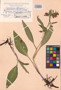 Symphytum officinale L., Eastern Europe, Middle Volga region (E8) (Russia)