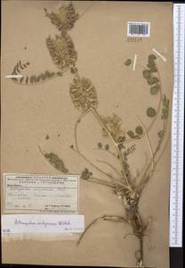 Astragalus vulpinus Willd., Middle Asia, Caspian Ustyurt & Northern Aralia (M8) (Kazakhstan)