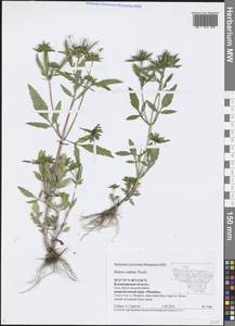 Bidens radiata Thuill., Eastern Europe, Central region (E4) (Russia)
