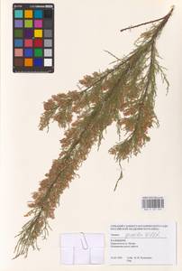 Tamarix gracilis Willd., Eastern Europe, Lower Volga region (E9) (Russia)