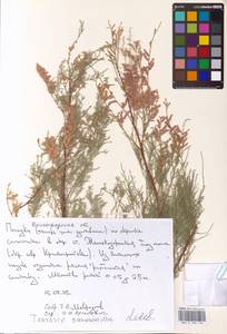 Tamarix ramosissima Ledeb., Eastern Europe, Lower Volga region (E9) (Russia)