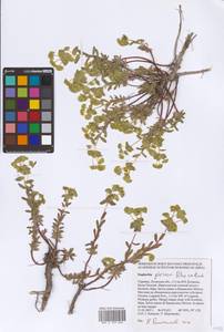 Euphorbia glareosa Pall. ex M.Bieb., Eastern Europe, North Ukrainian region (E11) (Ukraine)