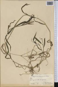 Digitaria horizontalis Willd., America (AMER) (Cuba)