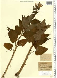 Campanula latifolia L., Eastern Europe, Eastern region (E10) (Russia)