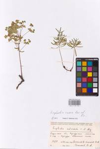 Euphorbia caesia Kar. & Kir., Eastern Europe, Eastern region (E10) (Russia)