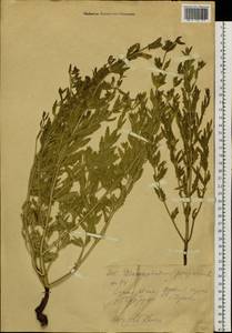 Dracocephalum peregrinum L., Siberia, Western (Kazakhstan) Altai Mountains (S2a) (Kazakhstan)