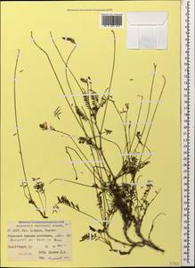 Onobrychis ruprechtii Grossh., Caucasus, North Ossetia, Ingushetia & Chechnya (K1c) (Russia)