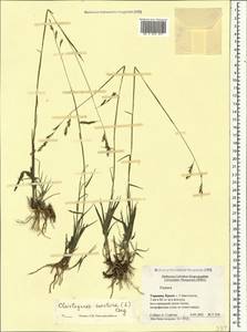 Cleistogenes serotina (L.) Keng, Crimea (KRYM) (Russia)