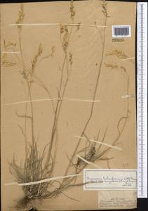 Piptatherum songaricum (Trin. & Rupr.) Roshev., Middle Asia, Dzungarian Alatau & Tarbagatai (M5) (Kazakhstan)