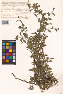 Salix nummularia Anderss., Eastern Europe, Northern region (E1) (Russia)