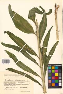 Sisymbrium strictissimum L., Eastern Europe, Lower Volga region (E9) (Russia)