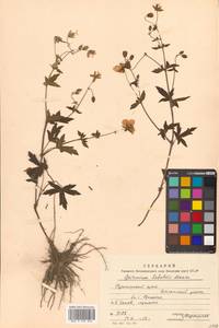 Geranium krameri Franch. & Sav., Siberia, Russian Far East (S6) (Russia)