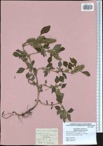 Amaranthus retroflexus L., Eastern Europe, Central region (E4) (Russia)