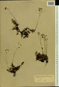 Saxifraga bronchialis subsp. bronchialis, Eastern Europe, Eastern region (E10) (Russia)
