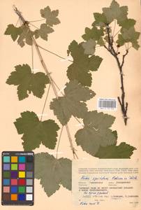 Ribes spicatum E.Robson, Eastern Europe, Western region (E3) (Russia)