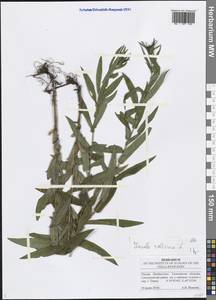 Pentanema salicinum (L.) D. Gut. Larr., Santos-Vicente, Anderb., E. Rico & M. M. Mart. Ort., Eastern Europe, Middle Volga region (E8) (Russia)