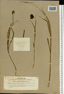 Fritillaria meleagroides Patrin ex Schult. & Schult.f., Eastern Europe, Eastern region (E10) (Russia)