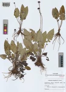 Leibnitzia anandria (L.) Nakai, Siberia, Altai & Sayany Mountains (S2) (Russia)