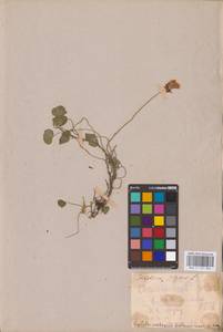 Trifolium repens L., Eastern Europe, Middle Volga region (E8) (Russia)