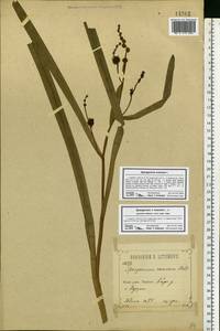 Sparganium erectum L., Eastern Europe, Central forest-and-steppe region (E6) (Russia)